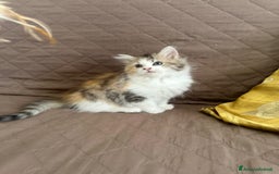 Persiano gatti in vendita: Gattine persiane normotipo  a Provincia di Reggio Emilia - Immagine 30