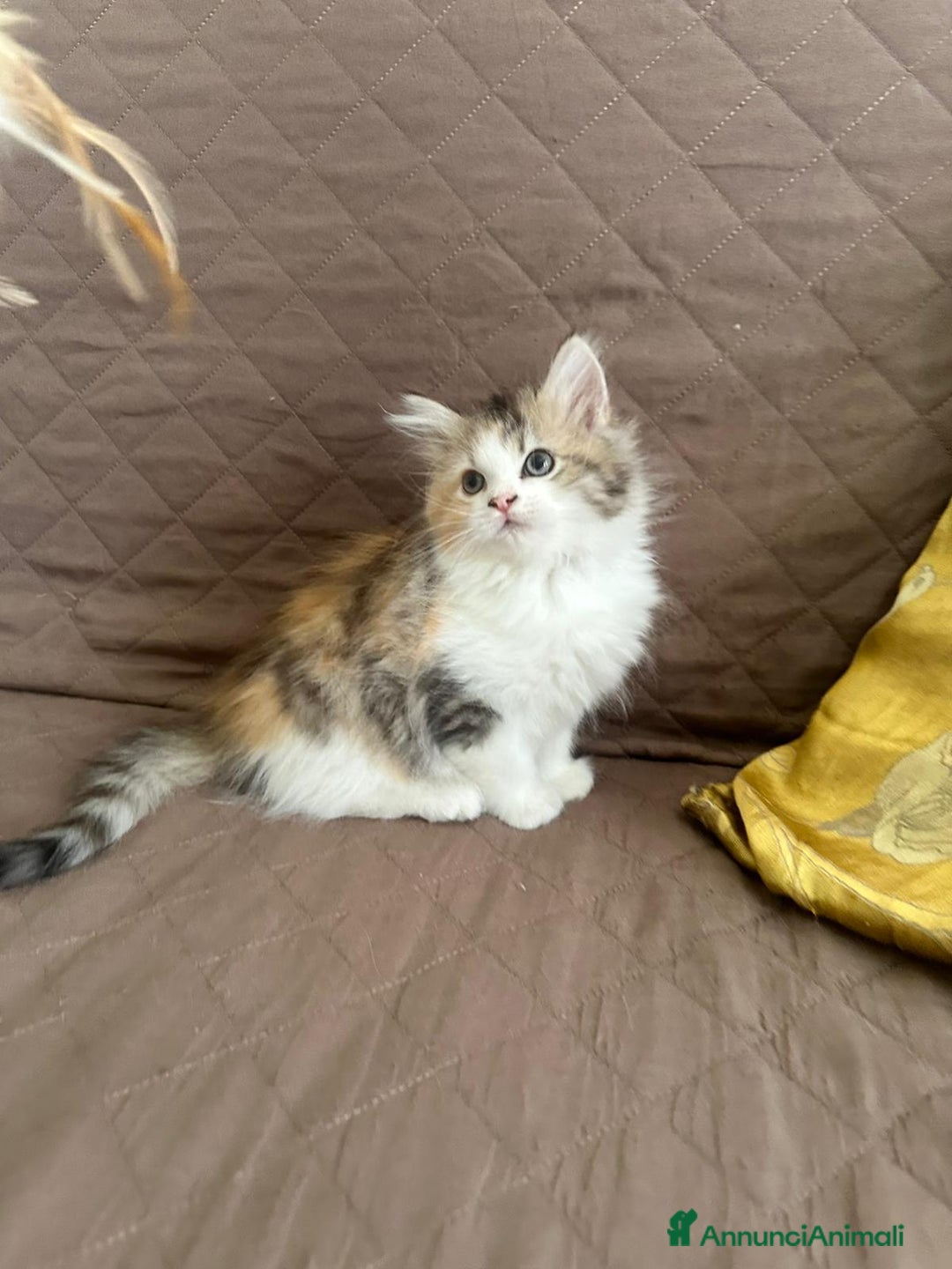 Persiano gatti in vendita: Gattine persiane normotipo  a Provincia di Reggio Emilia - Immagine 30