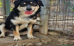 Meticcio cani in regalo: ASTRO  - Immagine 3