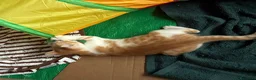 Meticcio gatti in vendita: Regalo bellissimo gattino - Annuncio 3