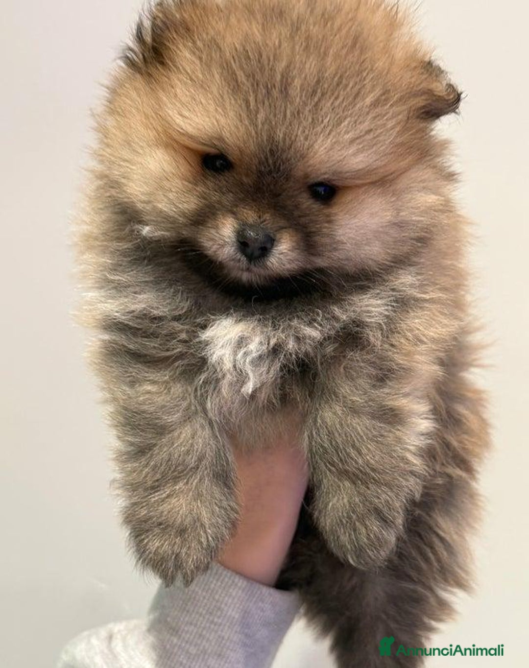 Volpino Pomerania cani in vendita: Bellissimi cuccioli di Pomerania di razza pura  - Annuncio 1