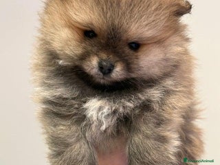 Volpino Pomerania cani Bellissimi cuccioli di Pomerania di razza pura - Annuncio 1
