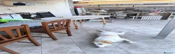 Meticcio cani in regalo: Regalo cucciolo di incrocio labrador a Città metropolitana di Catania - Annuncio 2