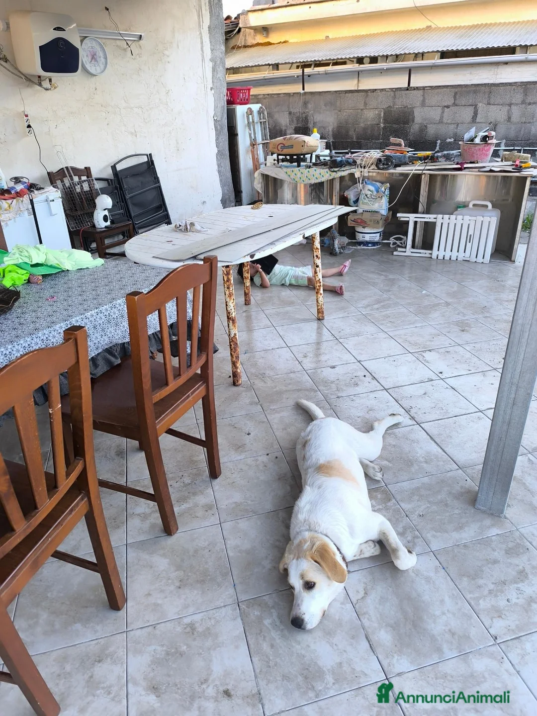 Meticcio cani in regalo: Regalo cucciolo di incrocio labrador a Città metropolitana di Catania - Annuncio 2