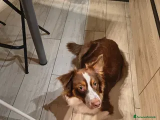 Australian Shepherd cani Cuccioli fantastici - Annuncio 3