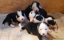 Border Collie cani in vendita: Cuccioli Border collie linea da lavoro  a Provincia di Modena - Immagine 2