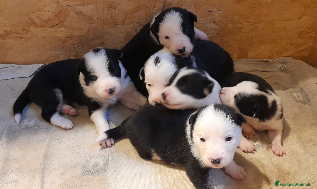 Border Collie cani in vendita: Cuccioli Border collie linea da lavoro  a Provincia di Modena - Immagine 2