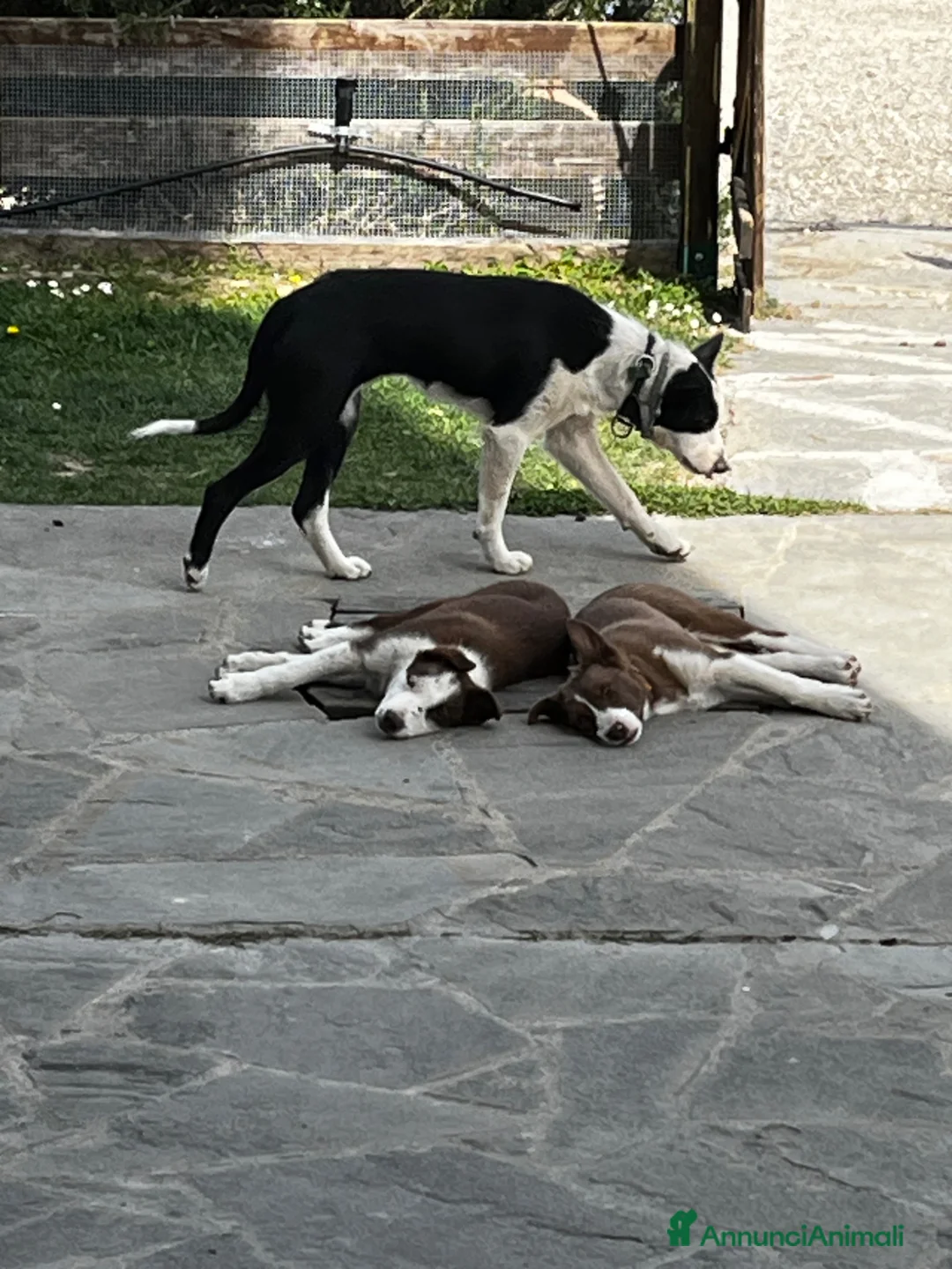 Border Collie cani in vendita: Cuccioli border collie a pelo corto  a Città Metropolitana di Bologna - Annuncio 19