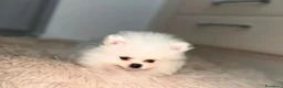 Volpino Pomerania cani in vendita: Splendida cuccioli di Pomerania bianchi - Annuncio 12