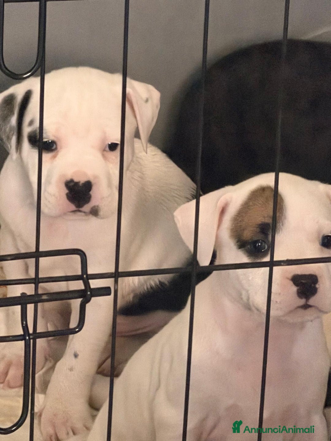 Pitbull cani in vendita: Pitbull terrier ukc - Annuncio 1