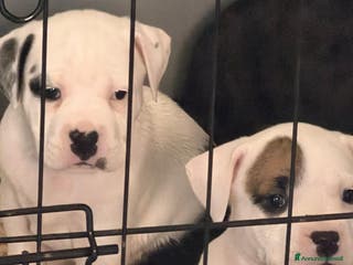 Pitbull cani Pitbull terrier ukc - Annuncio 1