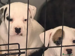 Pitbull cani Pitbull terrier ukc - Annuncio 1