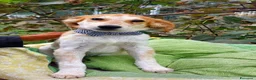 Meticcio cani in regalo: 11 CHILI, 1 anno e mezzo ADOTTABILI SEPARATAMENTE  - Annuncio 2