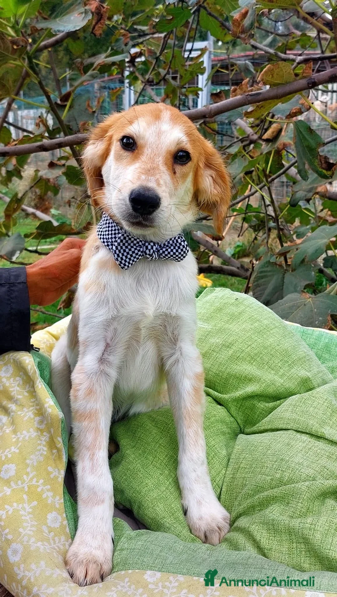 Meticcio cani in regalo: 11 CHILI, 1 anno e mezzo ADOTTABILI SEPARATAMENTE  - Annuncio 2