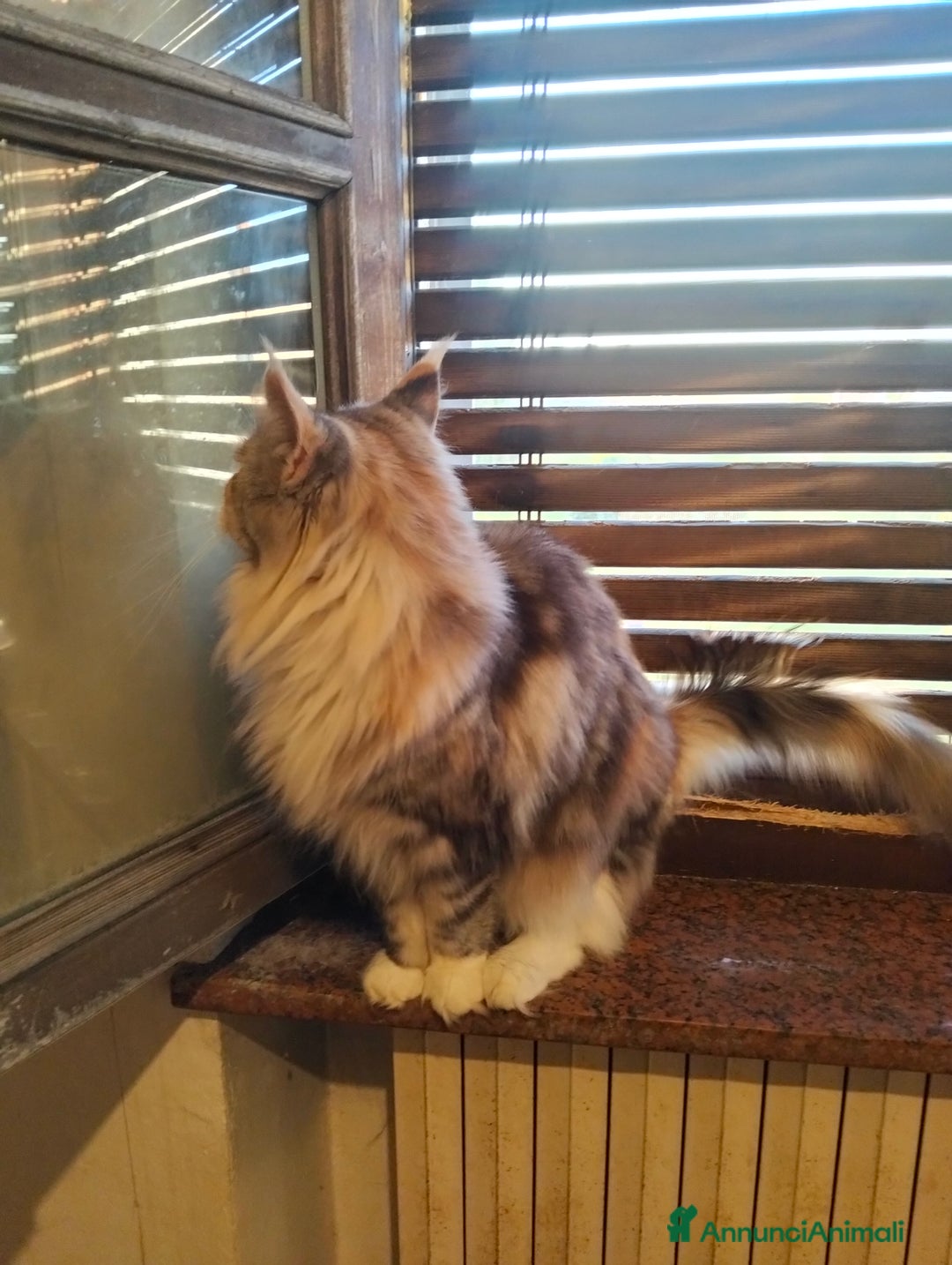 Maine Coon gatti in vendita: Maine coon - Annuncio 7