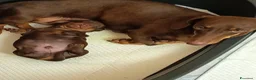 Bassotto cani in vendita: Cucciolo di bassotto tedesco con Pedigree Enci/Fci - Annuncio 4