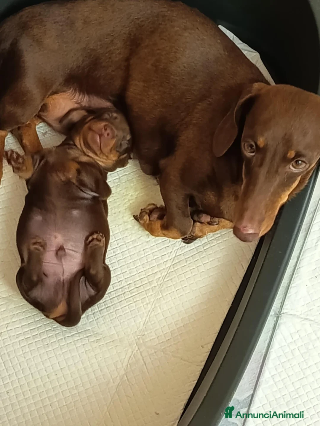 Bassotto cani in vendita: Cucciolo di bassotto tedesco con Pedigree Enci/Fci - Annuncio 4