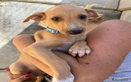 Meticcio cani in regalo: Argo, Peter & Rudy, 60 giorni a Provincia di Bergamo - Immagine 7
