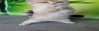 Scottish 3