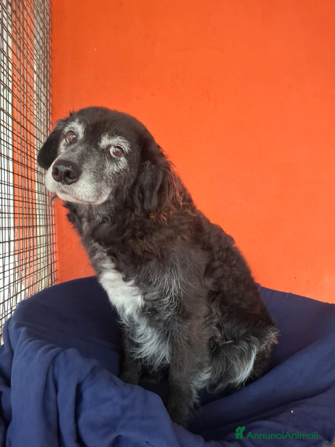 Meticcio cani in regalo: FREEZIE, adozione del cuore - Annuncio 1