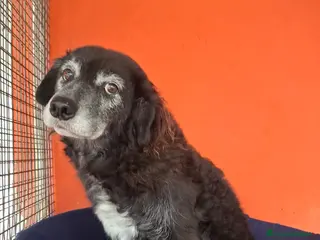 Meticcio cani FREEZIE, adozione del cuore - Annuncio 26