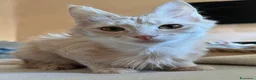 Angora turco gatti in vendita: Gatta di razza Angora Turco - Georgina - Annuncio 2