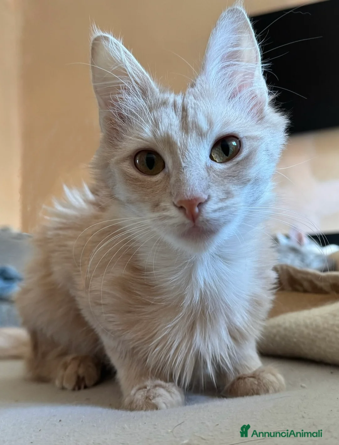 Angora turco gatti in vendita: Gatta di razza Angora Turco - Georgina - Annuncio 2