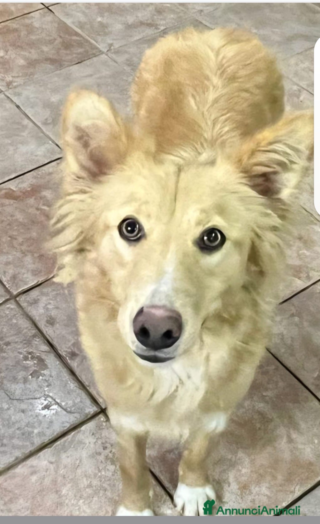 Meticcio cani Fly quasi 2anni splendida salvata 1anno fa.SICILIA - Annuncio 11