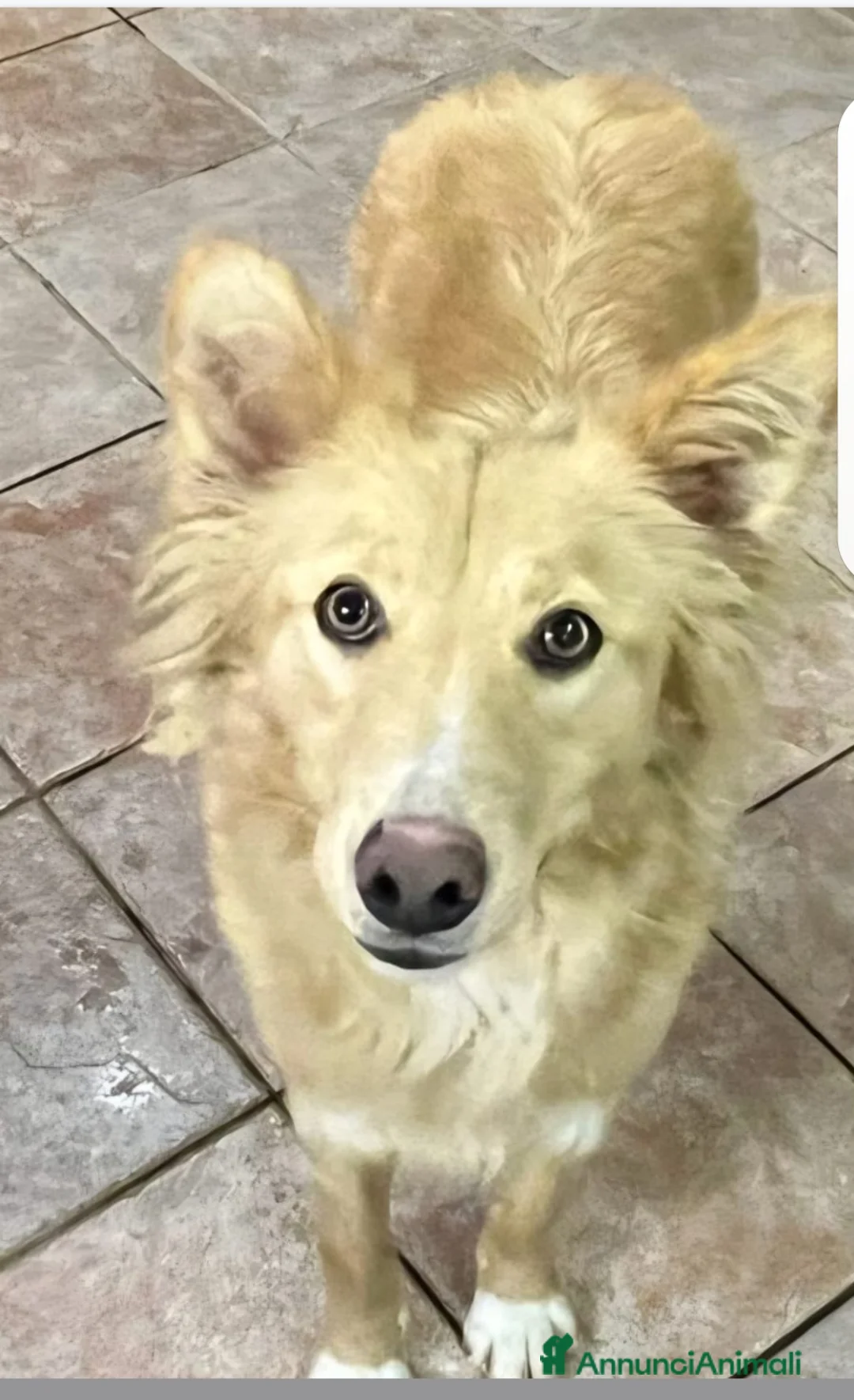 Meticcio cani in regalo: Fly quasi 2anni splendida salvata 1anno fa.SICILIA - Annuncio 1