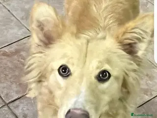 Meticcio cani Fly quasi 2anni splendida salvata 1anno fa.SICILIA - Annuncio 11