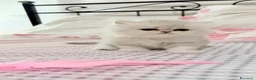 Persiano gatti in vendita: Persiani Chinchilla a Provincia di Ferrara - Annuncio 7