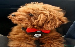 Barboncino Toy cani per accoppiamento: Barboncino per accopiamento  / monta - Immagine 2