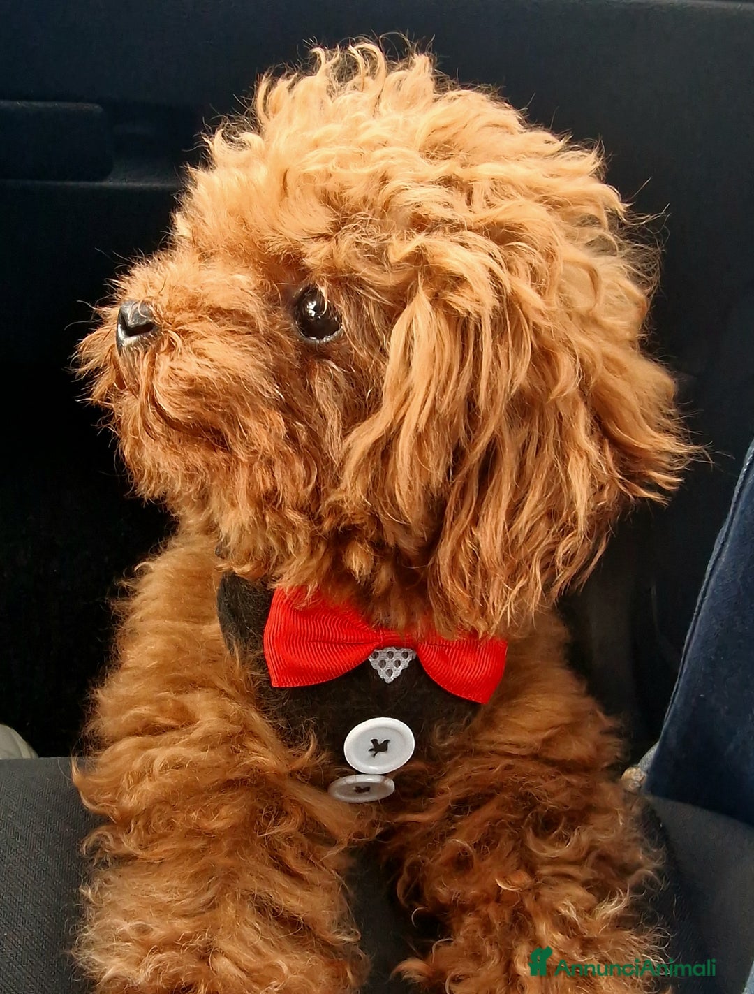 Barboncino Toy cani per accoppiamento: Barboncino per accopiamento  / monta - Immagine 2