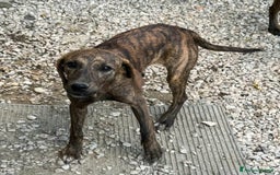 Meticcio cani in regalo: Sansone 5 mesi taglia media  - Immagine 5