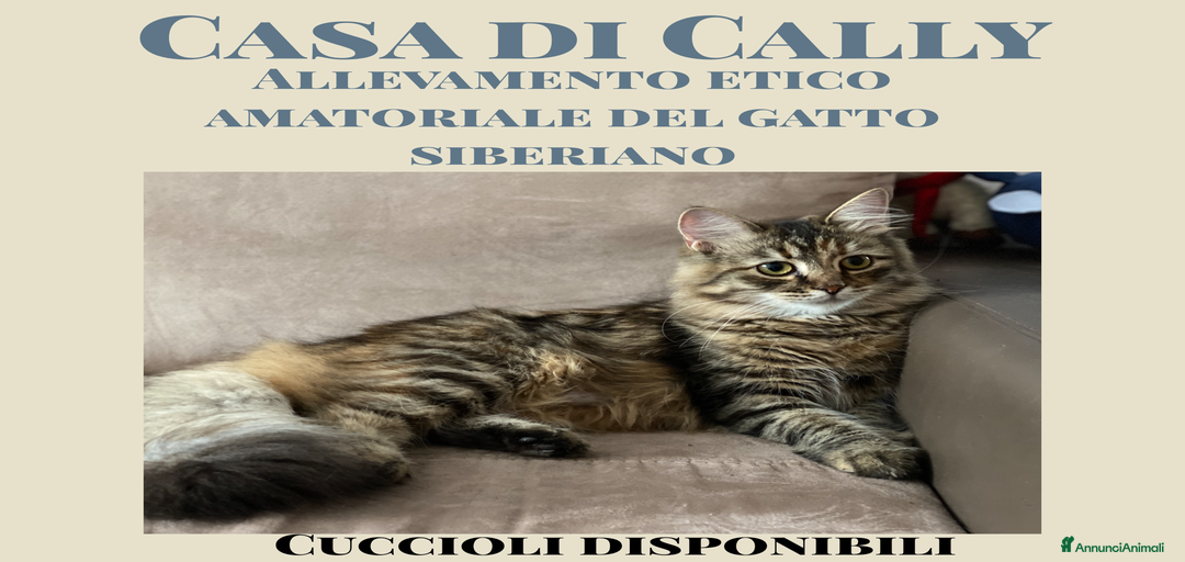 Immagine della galleria {{count}}