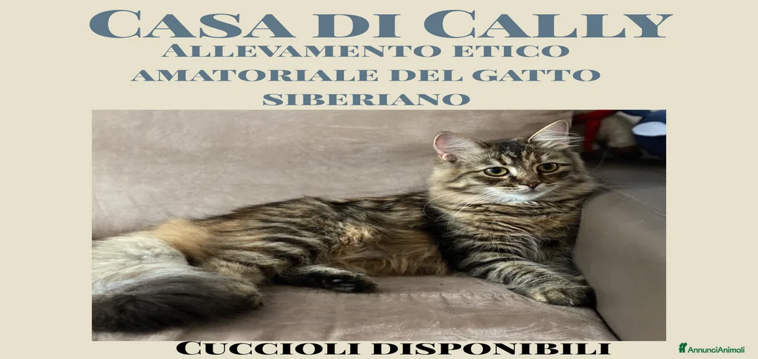 Immagine della galleria {{count}}