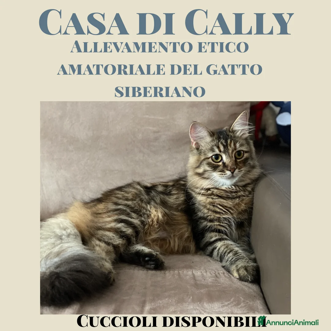 Immagine della galleria {{count}}