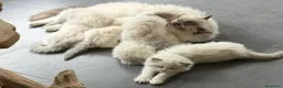 Ragdoll gatti in vendita: Splendidi cuccioli di ragdoll - Annuncio 11
