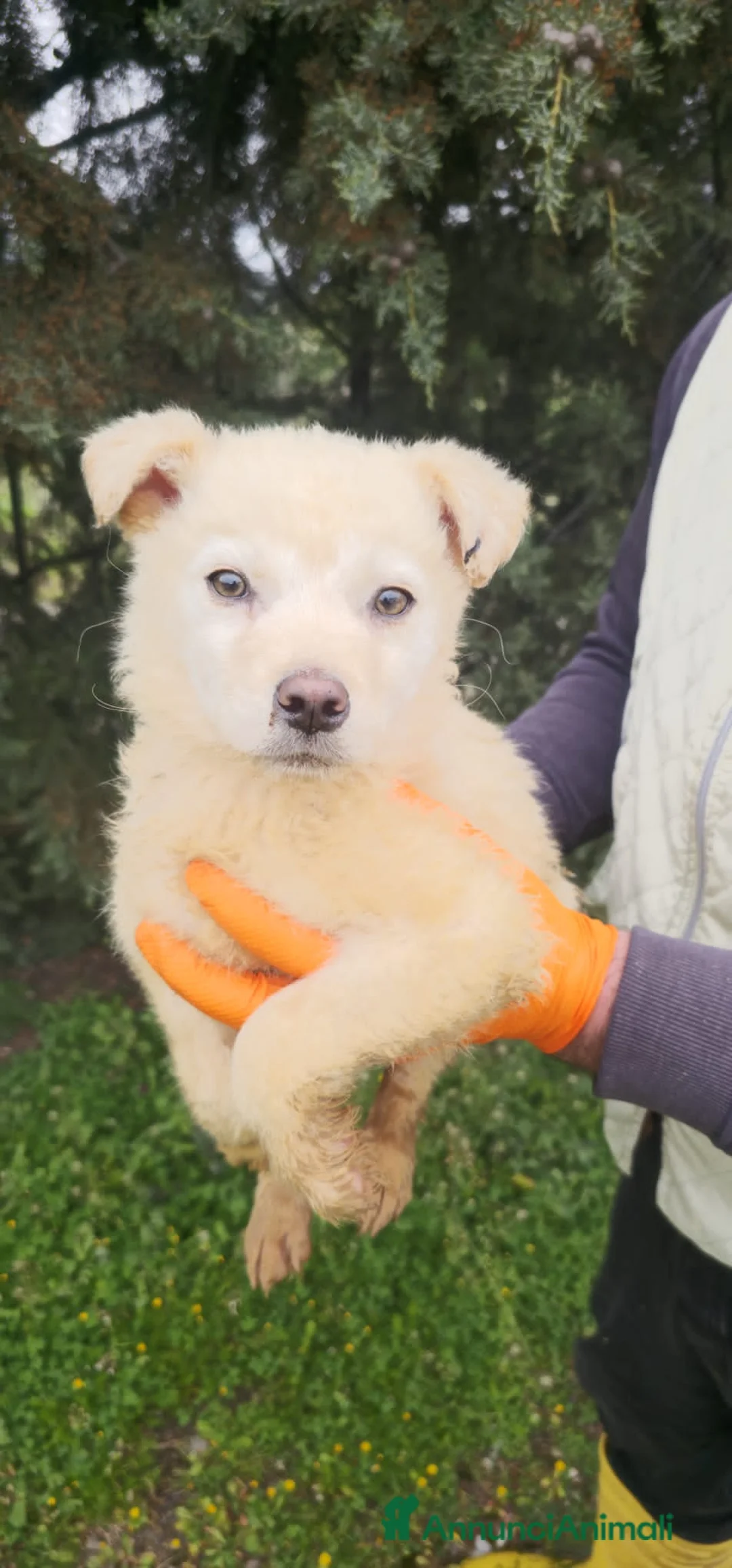 Meticcio cani in regalo: ASSUNTA, AMBRA, ADALGISA, ALBA E ALBERTO - Annuncio 2