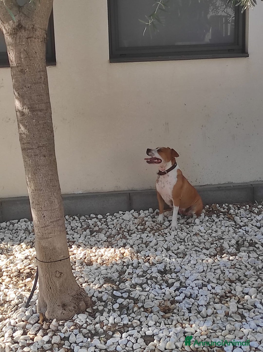 American Staffordshire cani in regalo: Cane in adozione - Annuncio 9