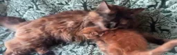 Maine Coon gatti in vendita: Cucciolo rosso di maine coon dolcissimo  - Annuncio 6
