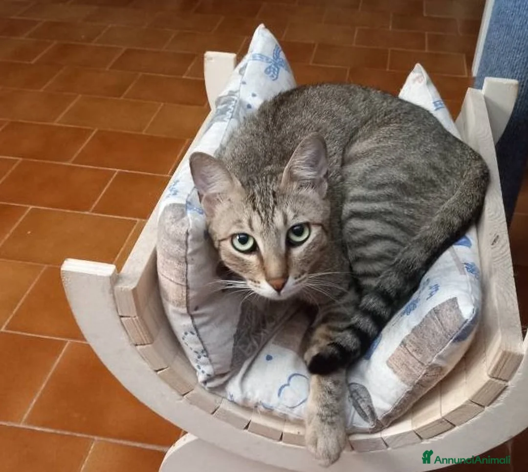 Europeo gatti in regalo: Tenero micino da adottare, JAMES! - Annuncio 4