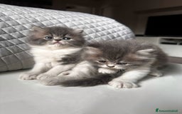 Persiano gatti in vendita: CUCCIOLI GATTINI PERSIANI tremestieri etneo CT - Immagine 9