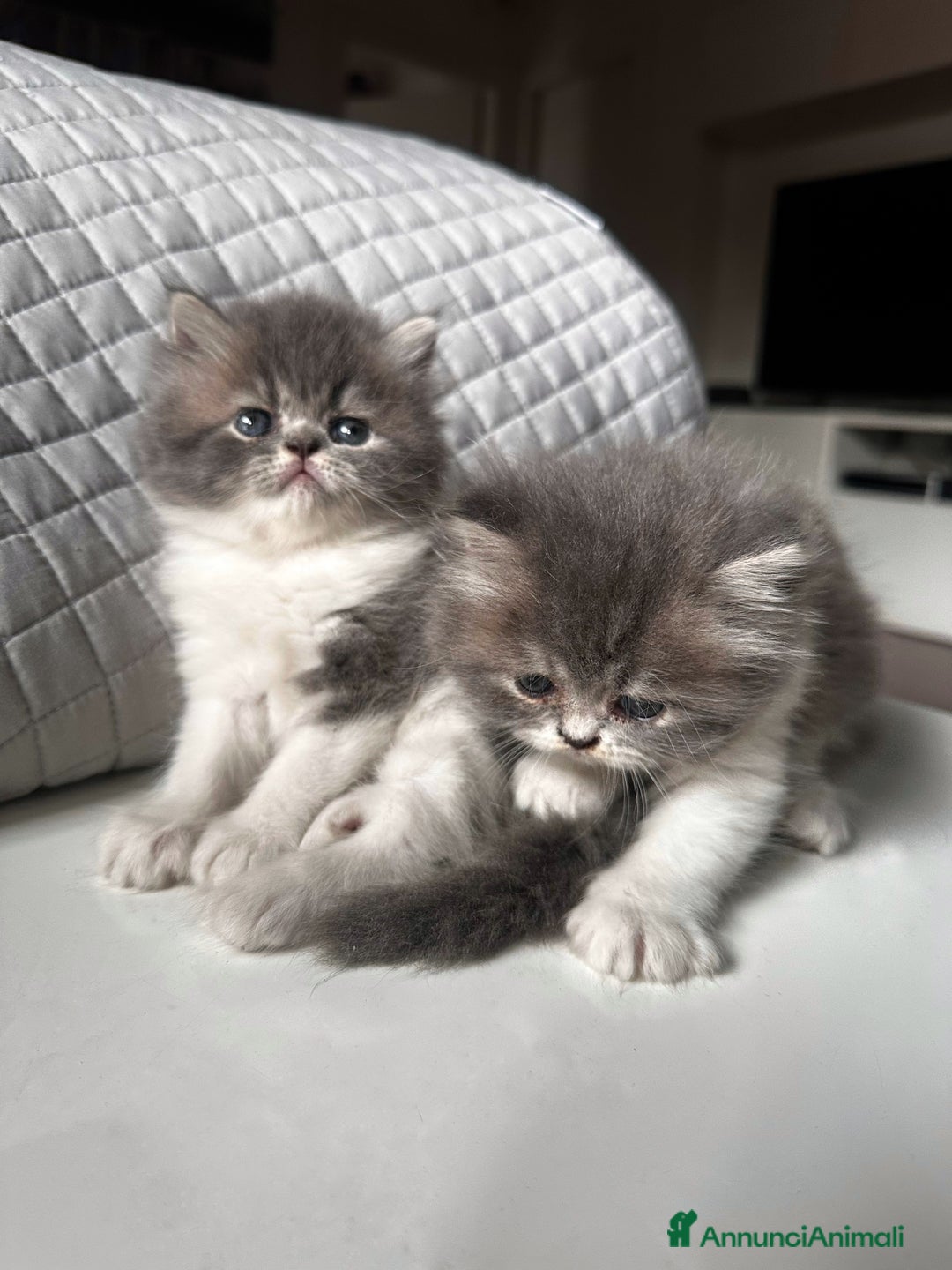 Persiano gatti in vendita: CUCCIOLI GATTINI PERSIANI tremestieri etneo CT - Immagine 9