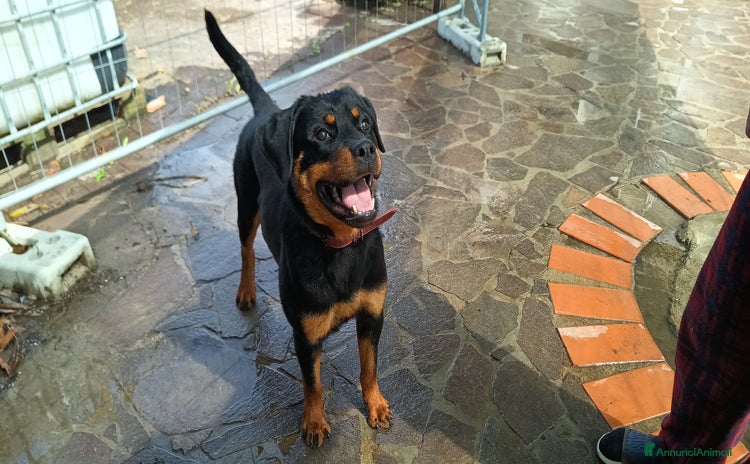 Rottweiler cani a Province of Pistoia - Annuncio 1