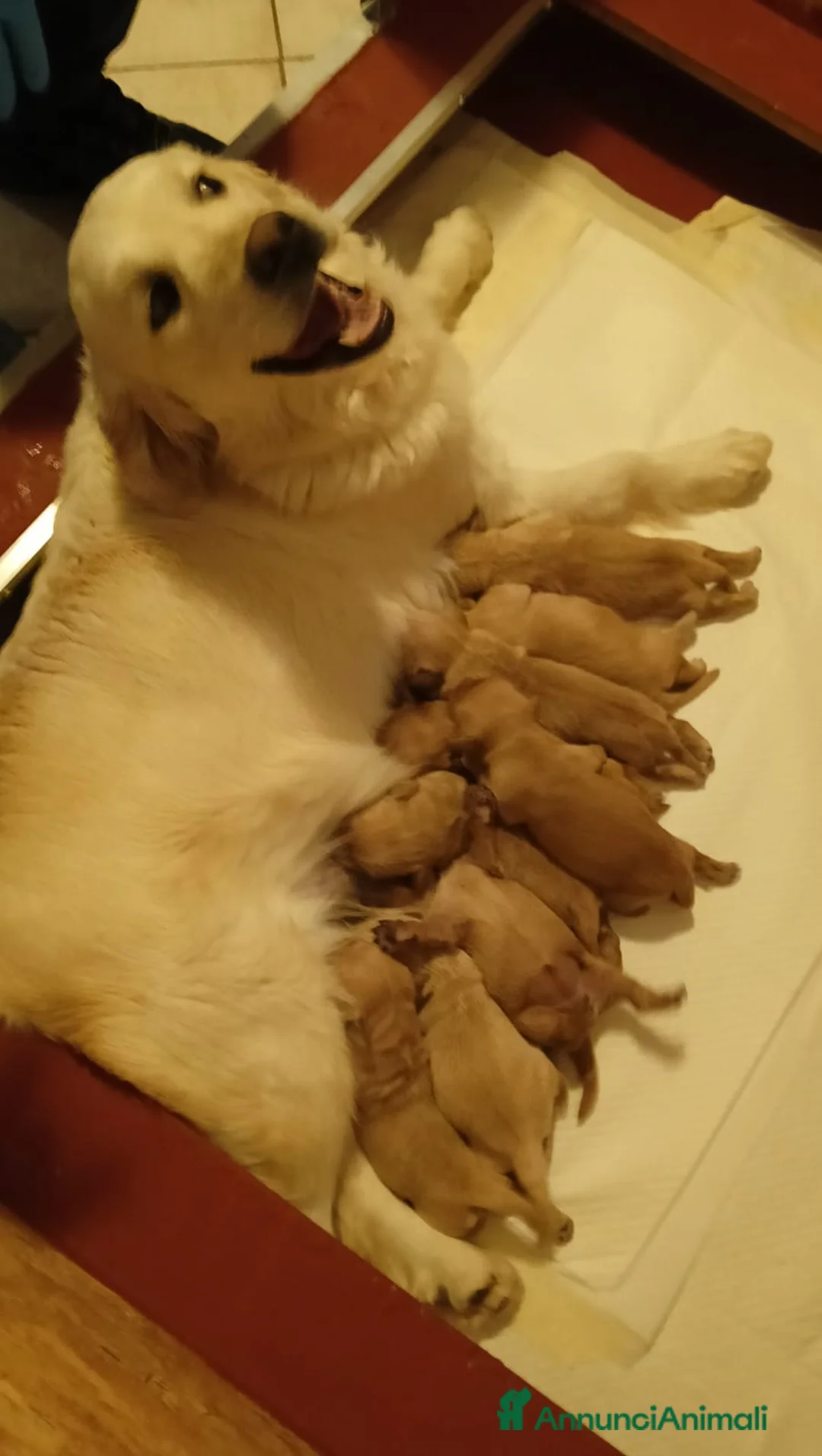 Golden Retriever cani in vendita: Cuccioli golden retriever  - Annuncio 2