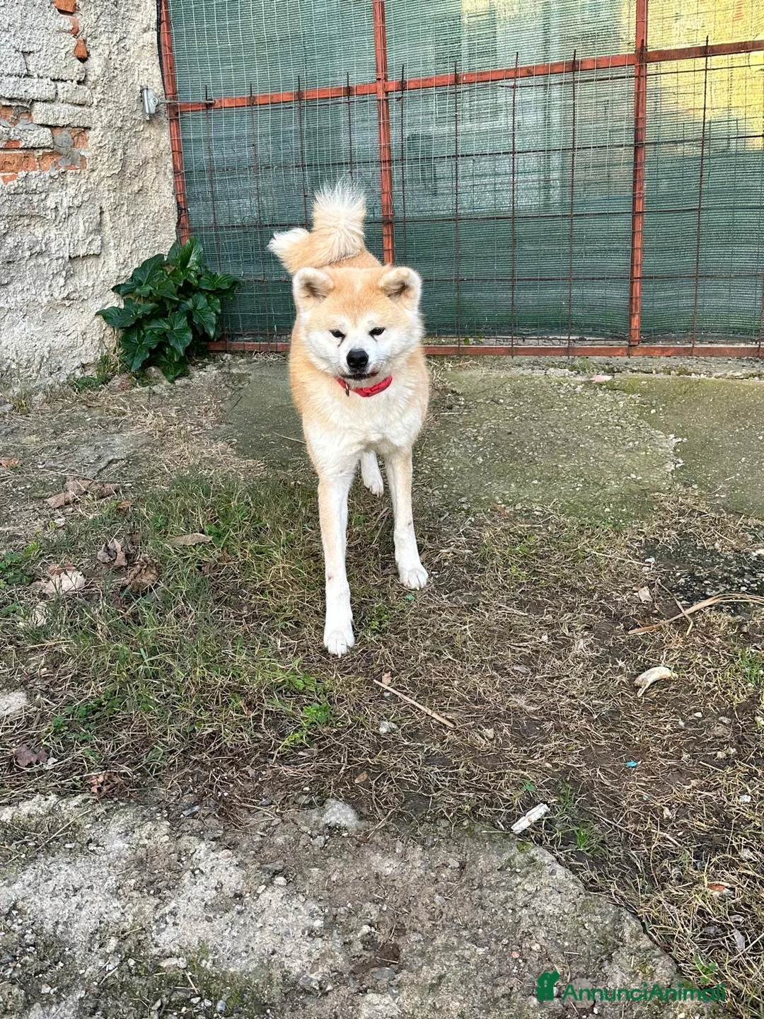 Akita Inu cani in regalo: Akita inu. Pedigree . Femmina - Annuncio 3