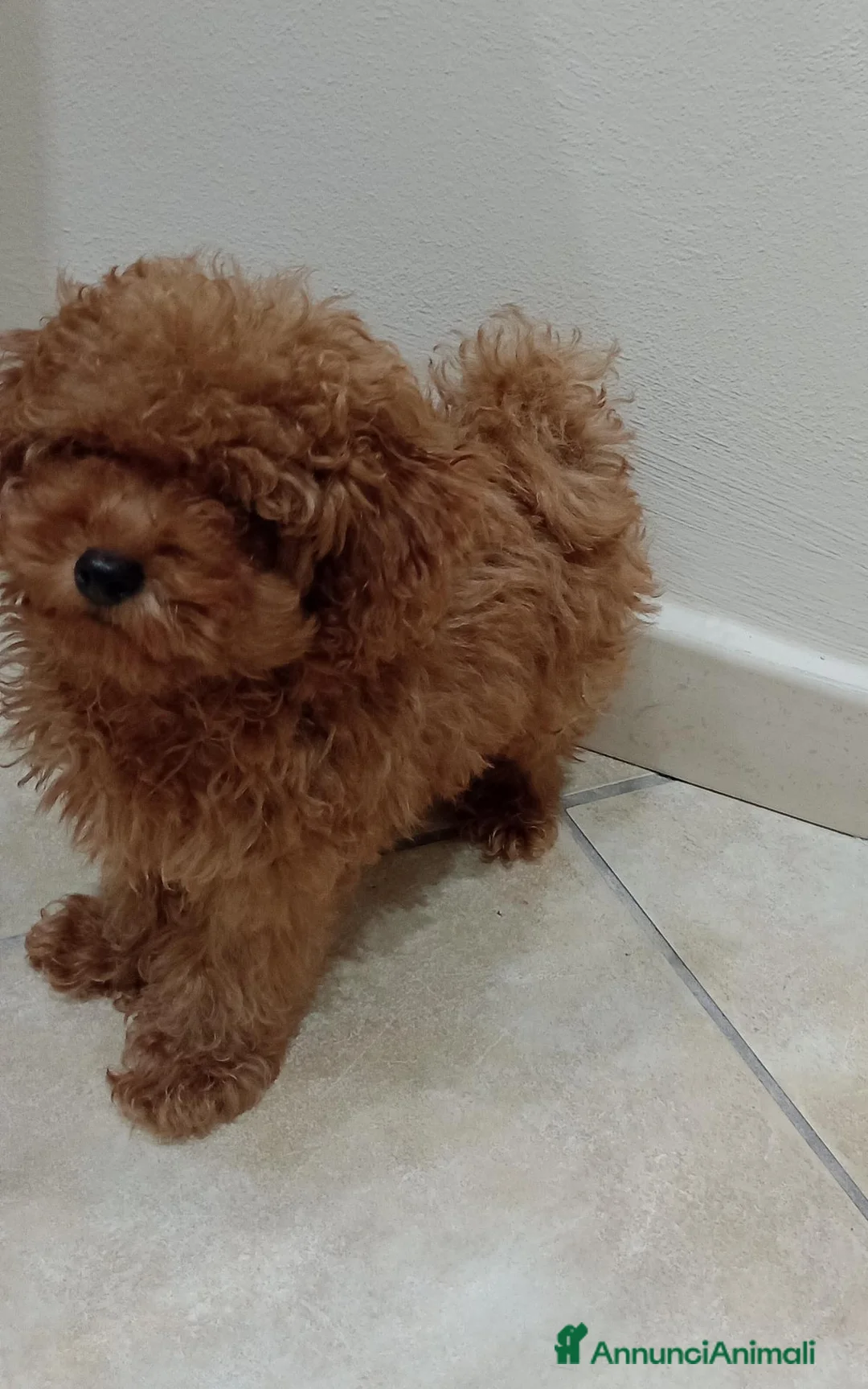 Barboncino Toy cani in vendita: Barboncino Toy  a Città metropolitana di Catania - Annuncio 2