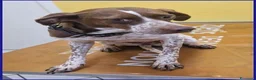 Meticcio cani in regalo: ARANCIA bella timidina - Annuncio 3