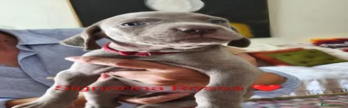 Weimaraner 5